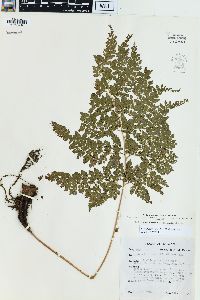 Arachniodes standishii image