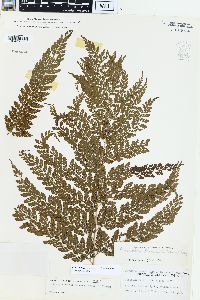 Arachniodes standishii image