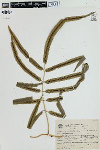 Salpichlaena volubilis image