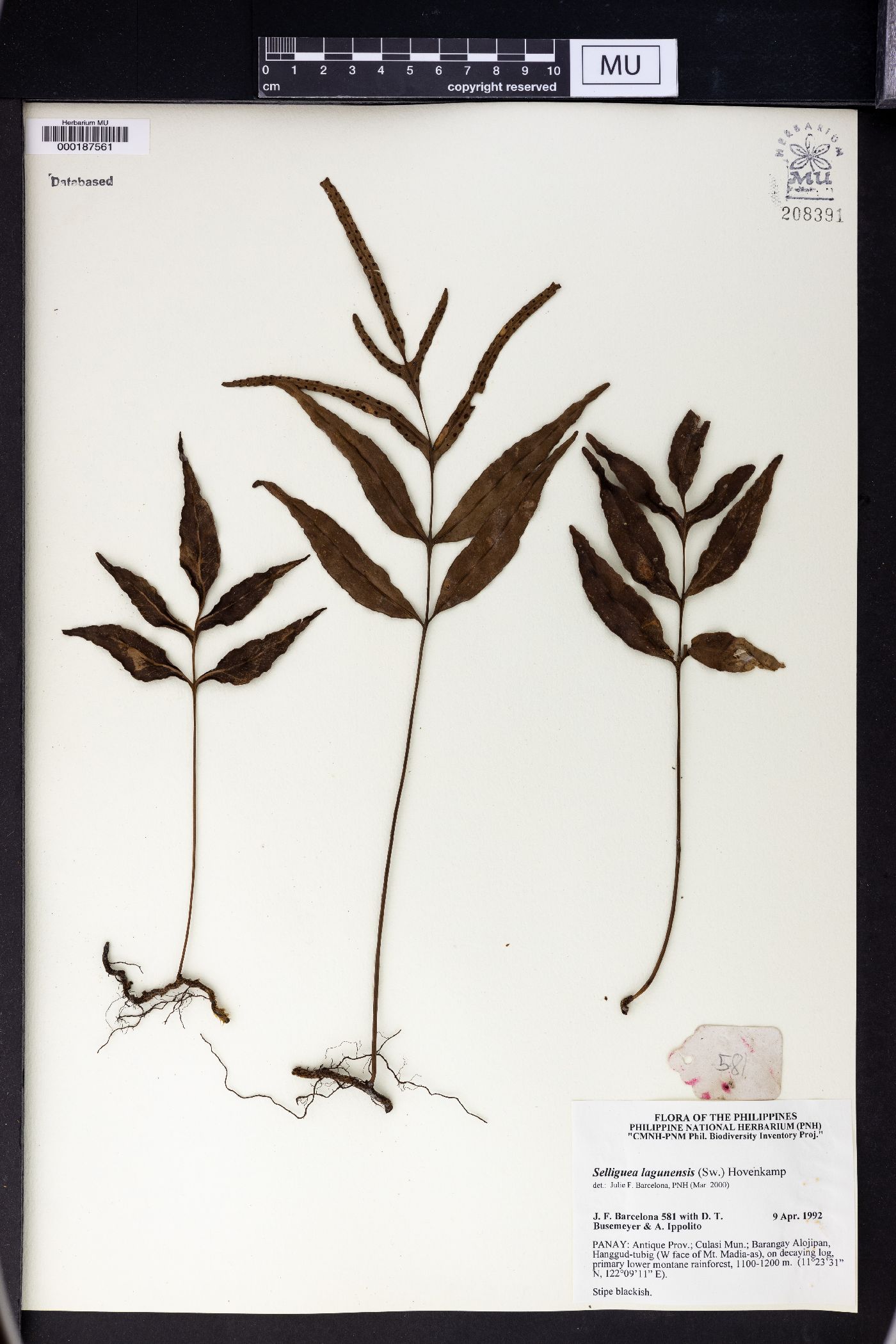 Selliguea lagunensis image