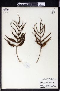 Selliguea lagunensis image