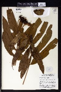 Selliguea taeniata image