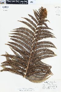 Sadleria cyatheoides image