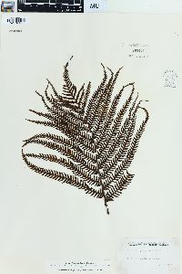 Sadleria cyatheoides image