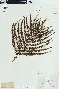 Sadleria cyatheoides image