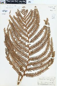 Sadleria cyatheoides image
