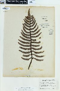Sadleria squarrosa image