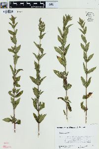 Mentha spicata image