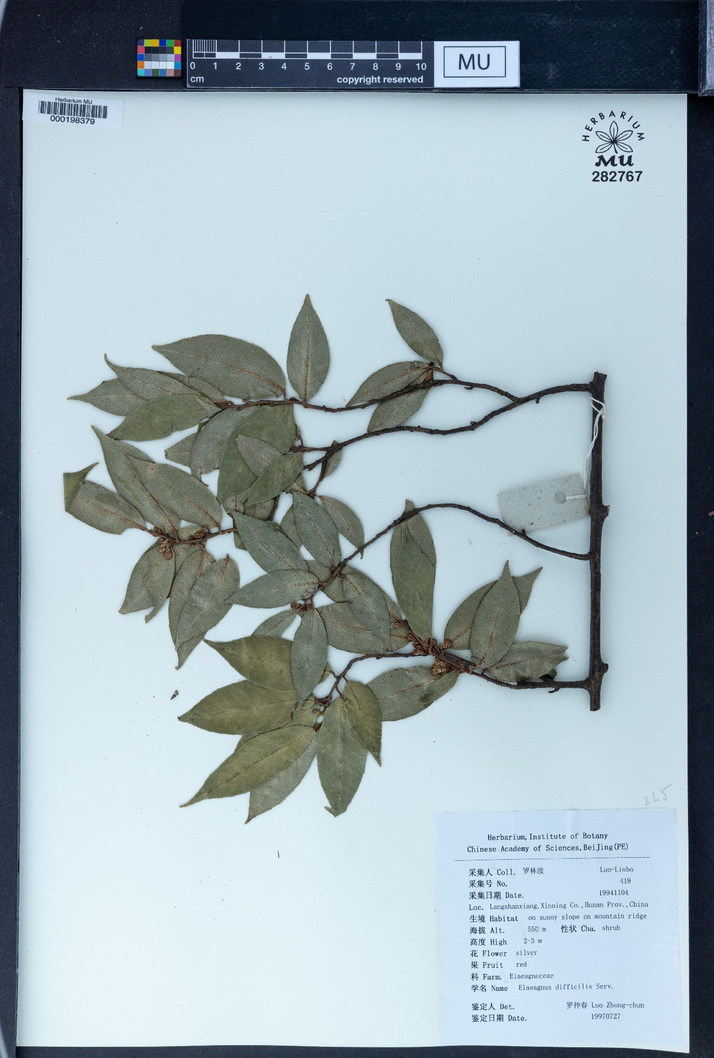 Elaeagnus difficilis image