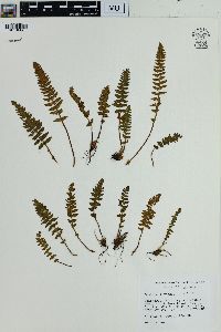 Woodsia ilvensis image
