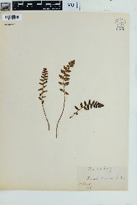 Woodsia ilvensis image