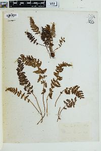 Woodsia ilvensis image