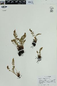Woodsia ilvensis image
