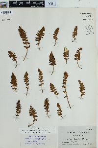 Woodsia ilvensis image
