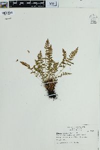 Woodsia ilvensis image