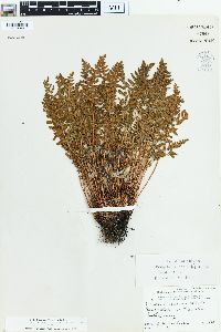 Woodsia ilvensis image