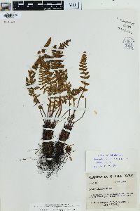 Woodsia ilvensis image