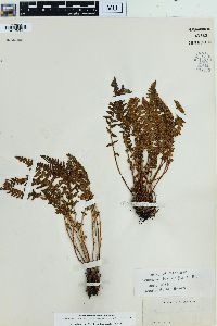 Woodsia ilvensis image