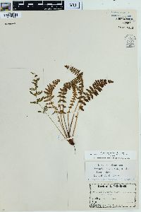 Woodsia ilvensis image