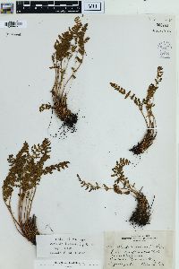 Woodsia ilvensis image