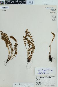 Woodsia ilvensis image