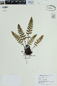 Woodsia ilvensis image