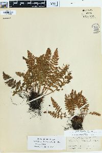 Woodsia ilvensis image
