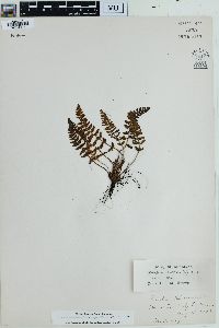 Woodsia ilvensis image