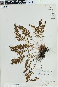 Woodsia ilvensis image
