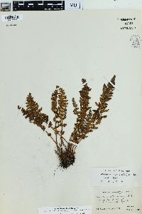 Woodsia ilvensis image