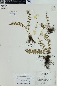 Woodsia mexicana image
