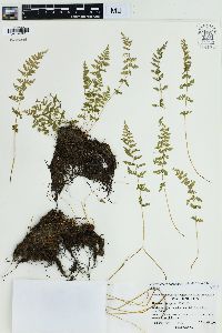 Physematium oreganum image