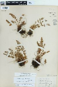 Physematium oreganum image