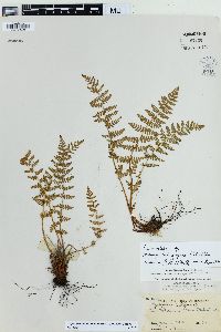 Physematium oreganum image