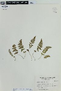 Physematium oreganum image