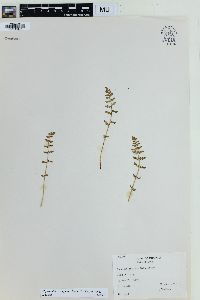 Physematium oreganum image