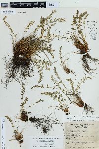 Media resource of Physematium oreganum