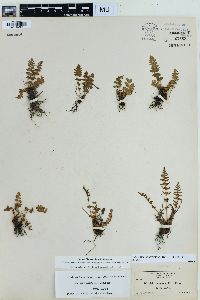 Physematium oreganum image