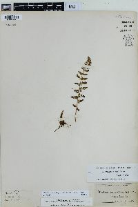 Physematium oreganum image