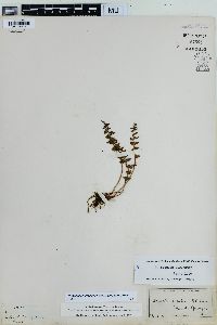 Physematium oreganum image