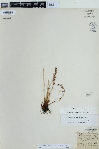 Physematium oreganum image