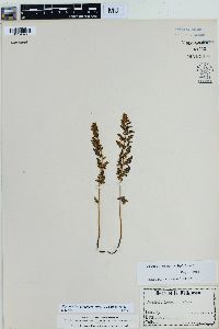 Physematium oreganum image