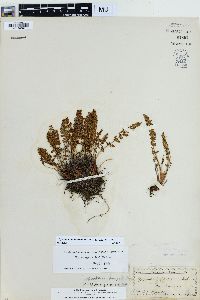 Physematium oreganum image