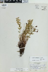 Physematium scopulinum image