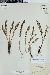 Physematium scopulinum image