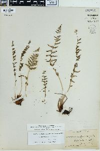 Physematium scopulinum image