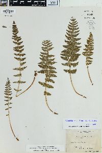 Physematium scopulinum image