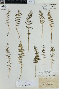 Physematium scopulinum image