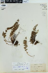 Physematium scopulinum image