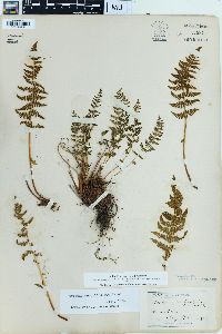 Physematium scopulinum image